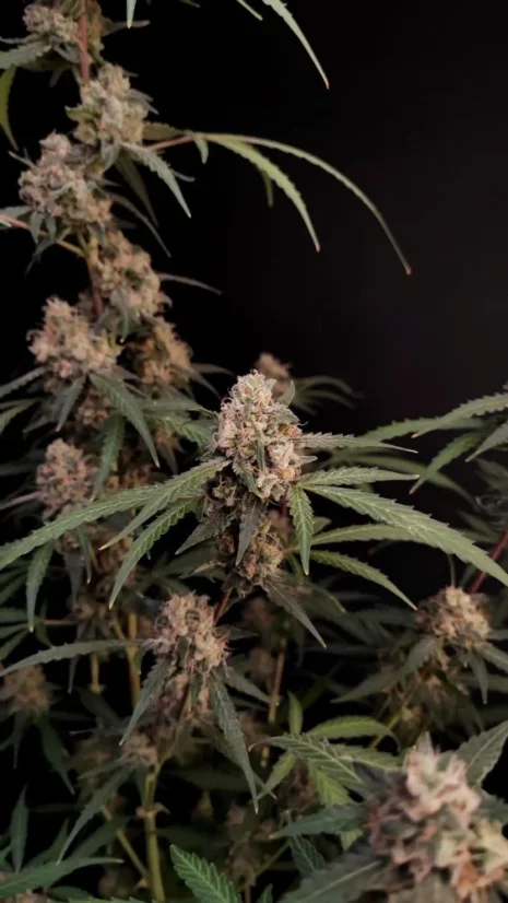Fast Buds Cannabis Seeds AK Auto