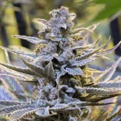 Silent Seeds Exotic Cannabis Seeds Cookielato Feminized