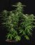 Royal Queen Seeds Sementes de Canábis Apollo F1 Auto