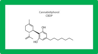 Struktura chemiczna, produkcja i działanie kannabinoidu CBDP