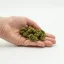 Herbican CBD Hemp Flower Amnesia, 5 g - 100 g