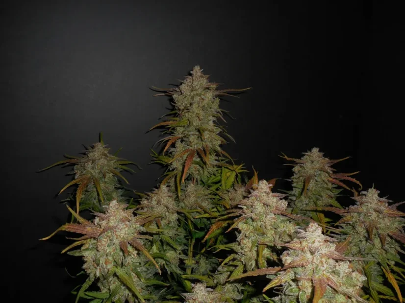 Fast Buds Cannabis Seeds Lemon AK Auto