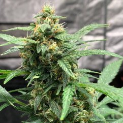 Doctor's Choice Seeds Chronic Ryder BX Auto Regular