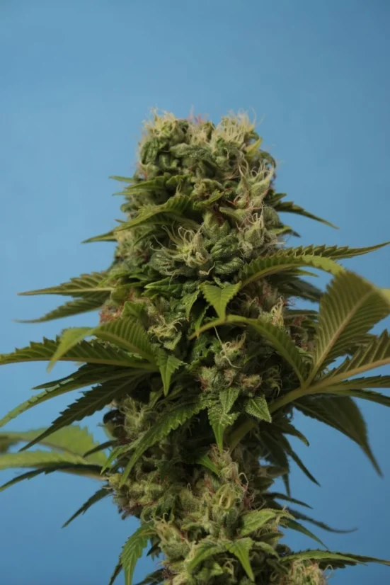 T.H.Seeds™ Cannabis Seeds Wreckage, diverse verpakkingen, regular