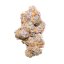 Royal Queen Seeds Cannabis Frø Purple Punch Auto
