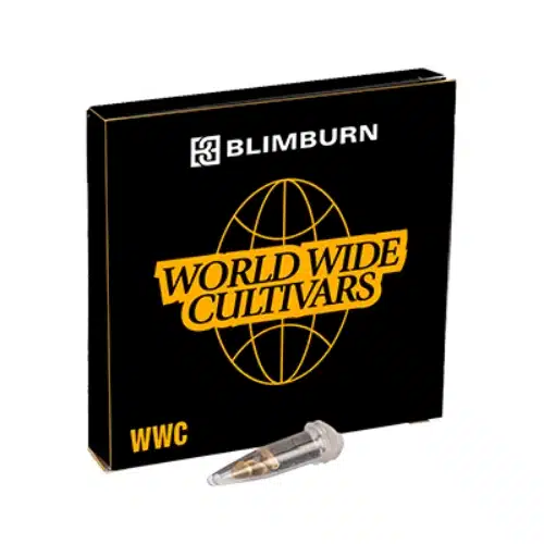 Blimburn Seeds Semi di Cannabis Permanent Marker Femminizzati