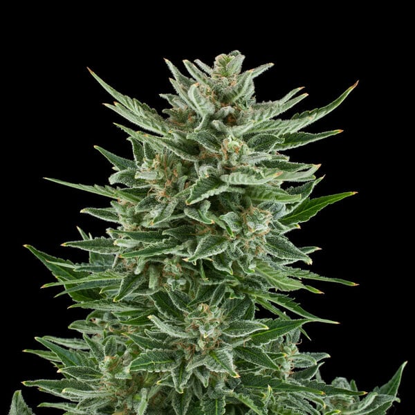 Royal Queen Seeds Cannabis Seeds Easy Bud Auto