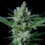 Royal Queen Seeds Cannabisfrön Royal Bluematic Auto
