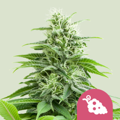 Royal Queen Seeds Cannabis Seeds Fruit Spirit Feminizuotos