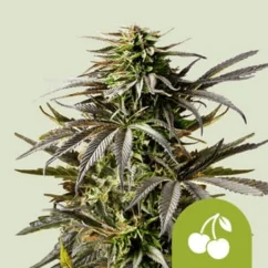 Royal Queen Seeds Cannabis Seeds Cherry Pie Auto