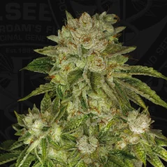 T.H.Seeds™ Cannabis Seeds MK-Ultra™, various pack, regular