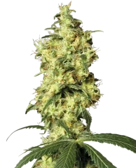 Sensi Seeds Cannabis Seeds White Widow Automatic Feminized by White Label, 3-10 kpl