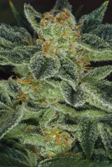 T.H.Seeds™ Cannabis Seeds Skunk XXX, verschiedene Packungen, regulär