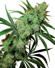 Sensi Seeds Cannabis Seeds Fruity Juice® Regular, 10 Stk.