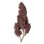 Royal Queen Seeds Cannabisfrön Purplematic Auto (Hög CBD)