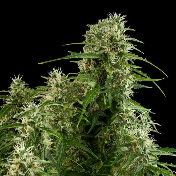 Royal Queen Seeds Semená konope Northern Light Auto