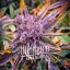 Blimburn Seeds Cannabis Seeds Red Dragon Feminized