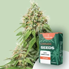 Canntropy Seeds Auto Amnesia Haze (Automaattisesti kukkiva)