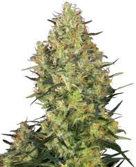 Sensi Seeds Cannabis Shiva Skunk® Regular, 10 Stk.