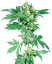 Sensi Seeds Cannabis Seeds Maple Leaf Indica® Regular, 10 Stk.