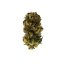 Royal Queen Seeds Semillas de Cannabis Royal Kush Auto