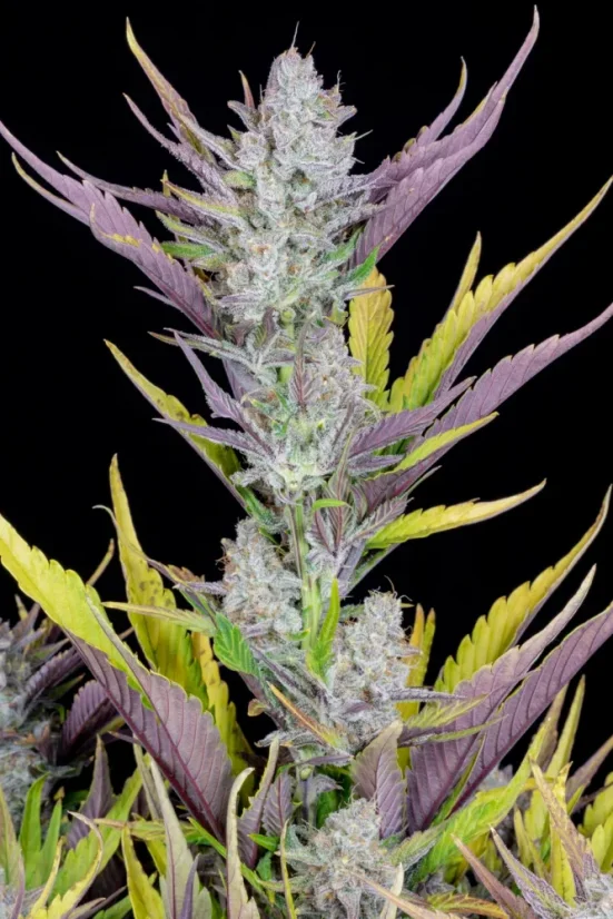 Fast Buds Cannabis Seeds Wedding Glue Auto