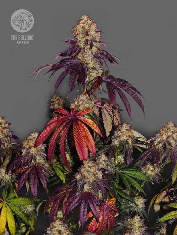 The Bulldog Seeds The Bulldog Gelato 17 Feminisiert, 3 und 5 Stk.