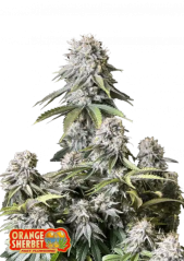 Fast Buds Cannabis Seeds Orange Sherbet FF