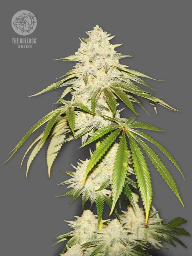 The Bulldog Seeds Joris Pound Cake Feminized, 3 in 5 kos