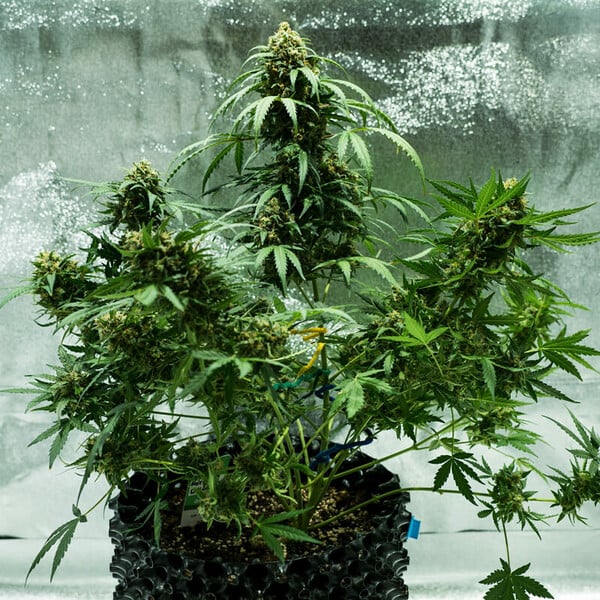 Royal Queen Seeds Cannabisfrön Royal Dwarf Auto