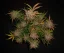 Fast Buds Cannabis Seeds Lemon AK Auto