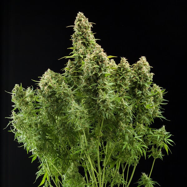 Royal Queen Seeds Cannabisfrön Diesel Auto