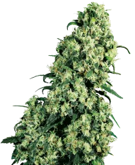 Sensi Seeds Cannabis Skunk #1® Regular, 10 Stk.