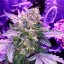 Silent Seeds Cannabis Seeds Moby Dick Auto Feminized
