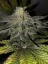 T.H.Seeds™ Cannabis Seeds Limited Regular Edition French Kisz, 11er Pack