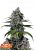 Fast Buds Cannabis Seeds Purple Lemonade FF