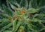 T.H.Seeds™ Cannabis Seeds Skunk XXX, verschiedene Packungen, regulär