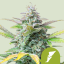 Royal Queen Seeds Graines de Cannabis Quick One Auto