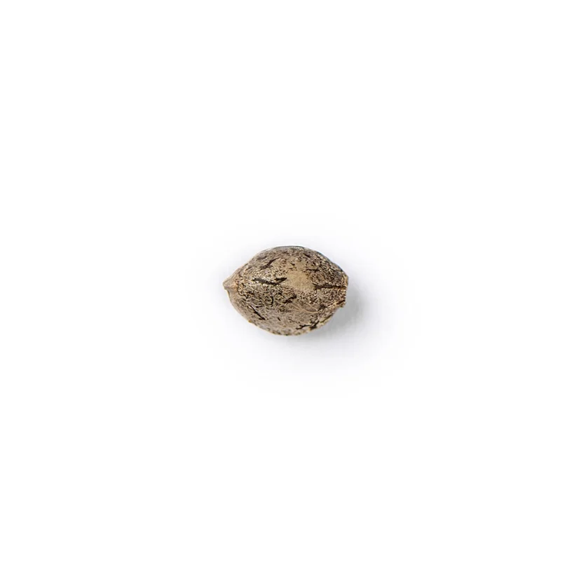 The Bulldog Seeds TB Sour Diesel Regular, 3 και 5 τεμ.