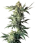 Sensi Seeds Cannabis Seeds Northern Lights® Regular, 10 Stk.