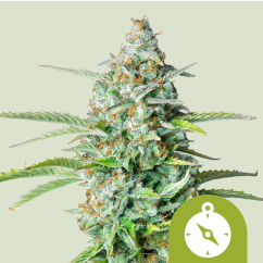 Royal Queen Seeds Graines de Cannabis Northern Light Auto