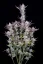Fast Buds Cannabis Seeds Wedding Glue Auto
