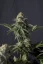 Fast Buds Cannabis Seeds Orange Sherbet FF