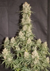 Dutch Passion Cannabis Seeds Auto Blueberry® Autoflowering