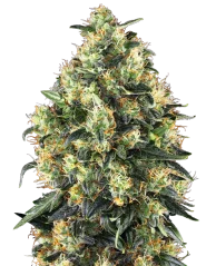 Sensi Seeds Cannabis Seeds Super Skunk Automatic® Feminized, 3-10 db