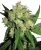 Sensi Seeds Cannabis Sensi Skunk® Regular, 10 tk