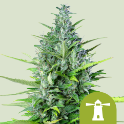 Royal Queen Seeds Σπόροι Κάνναβης Royal Haze Auto