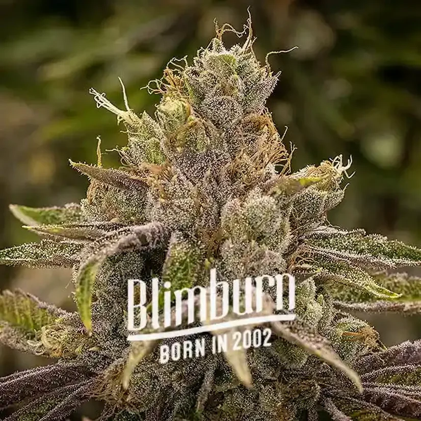 Blimburn Seeds Semi di Cannabis Permanent Marker Femminizzati
