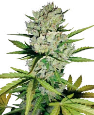 Sensi Seeds Cannabis Magok Super Skunk Automata Feminizált a White Label-től, 3-10 db