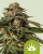 Royal Queen Seeds Cannabis Seeds Special Queen #1 Auto
